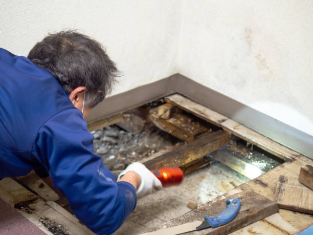 Best Post-Remediation Services in Minoa, NY