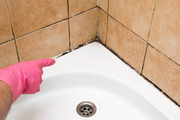 Best Kitchen Mold Remediation in Minoa, NY